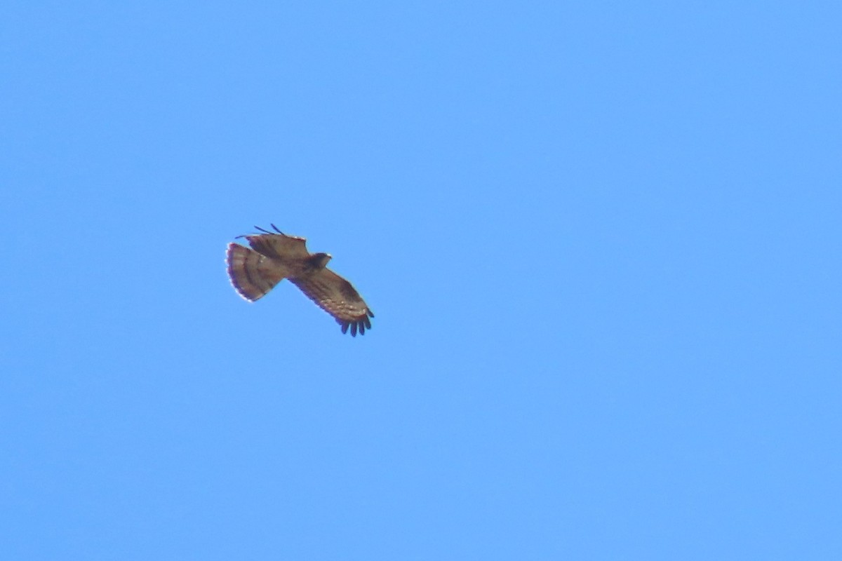 European Honey-buzzard - ML375936521