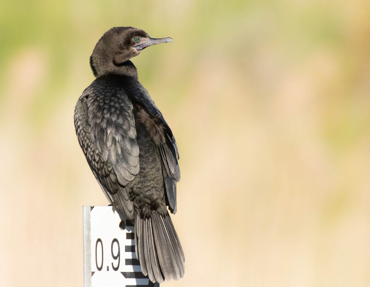 Little Black Cormorant - ML375938861
