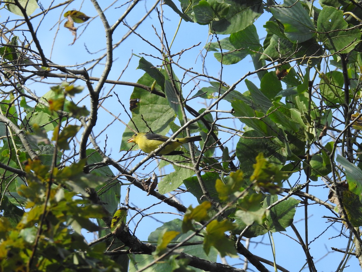 Scarlet Tanager - ML375939091