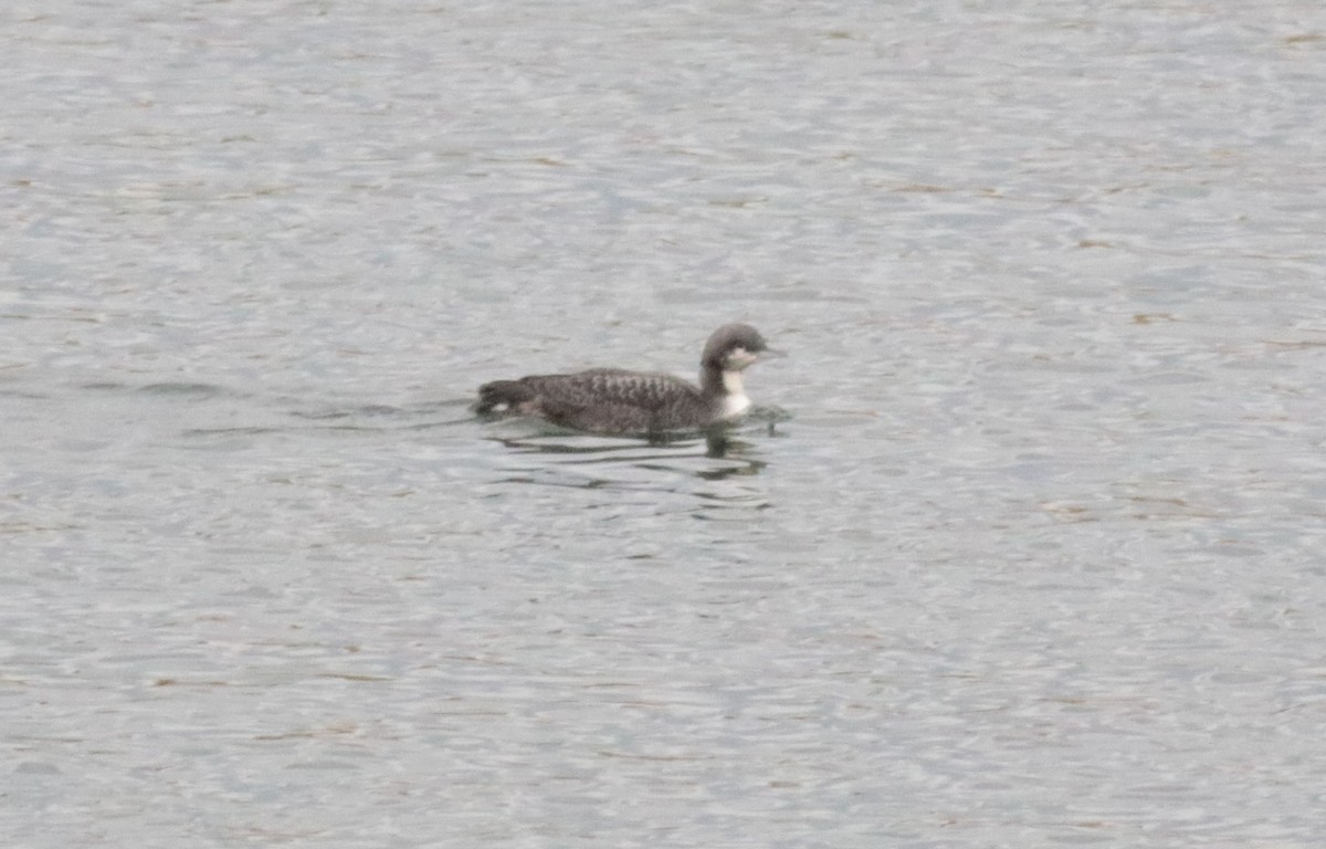 Pacific Loon - Scott Ray