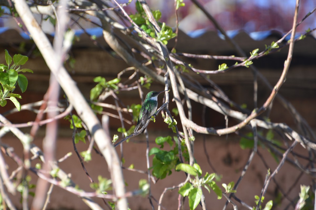 White-throated Hummingbird - ML375942501