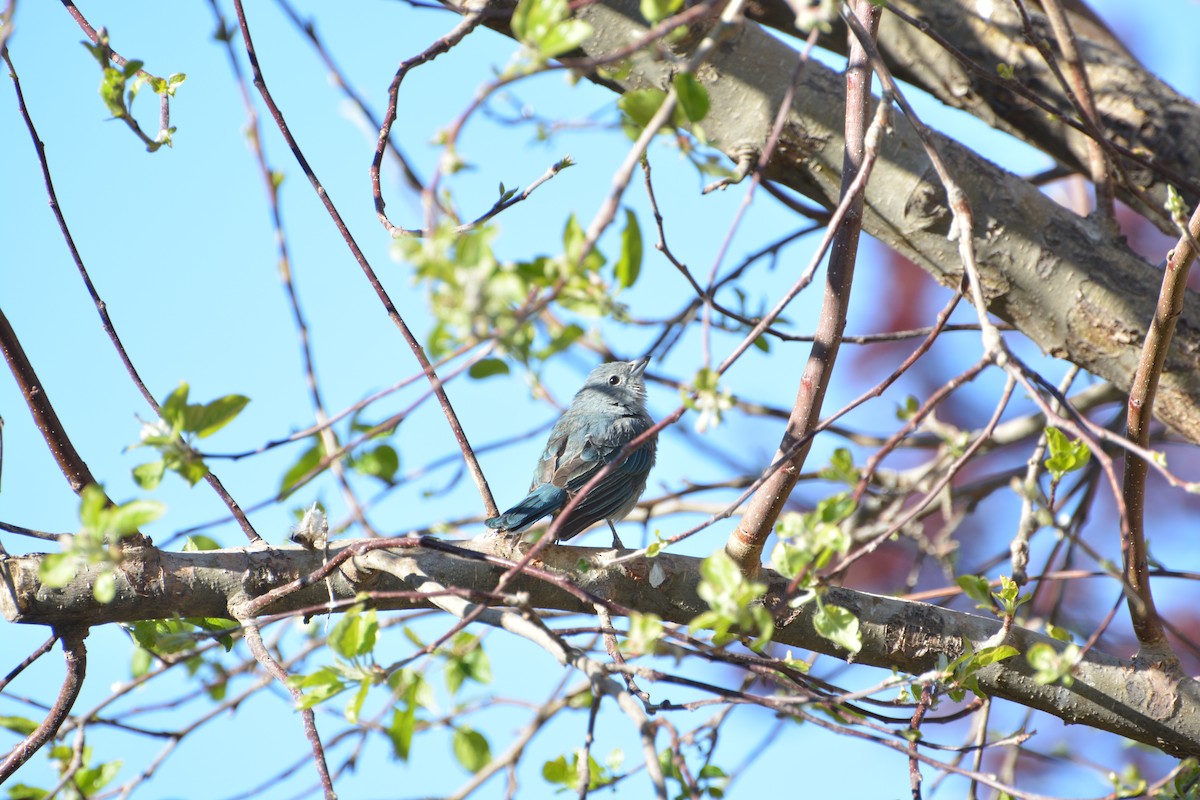 Sayaca Tanager - ML375942671