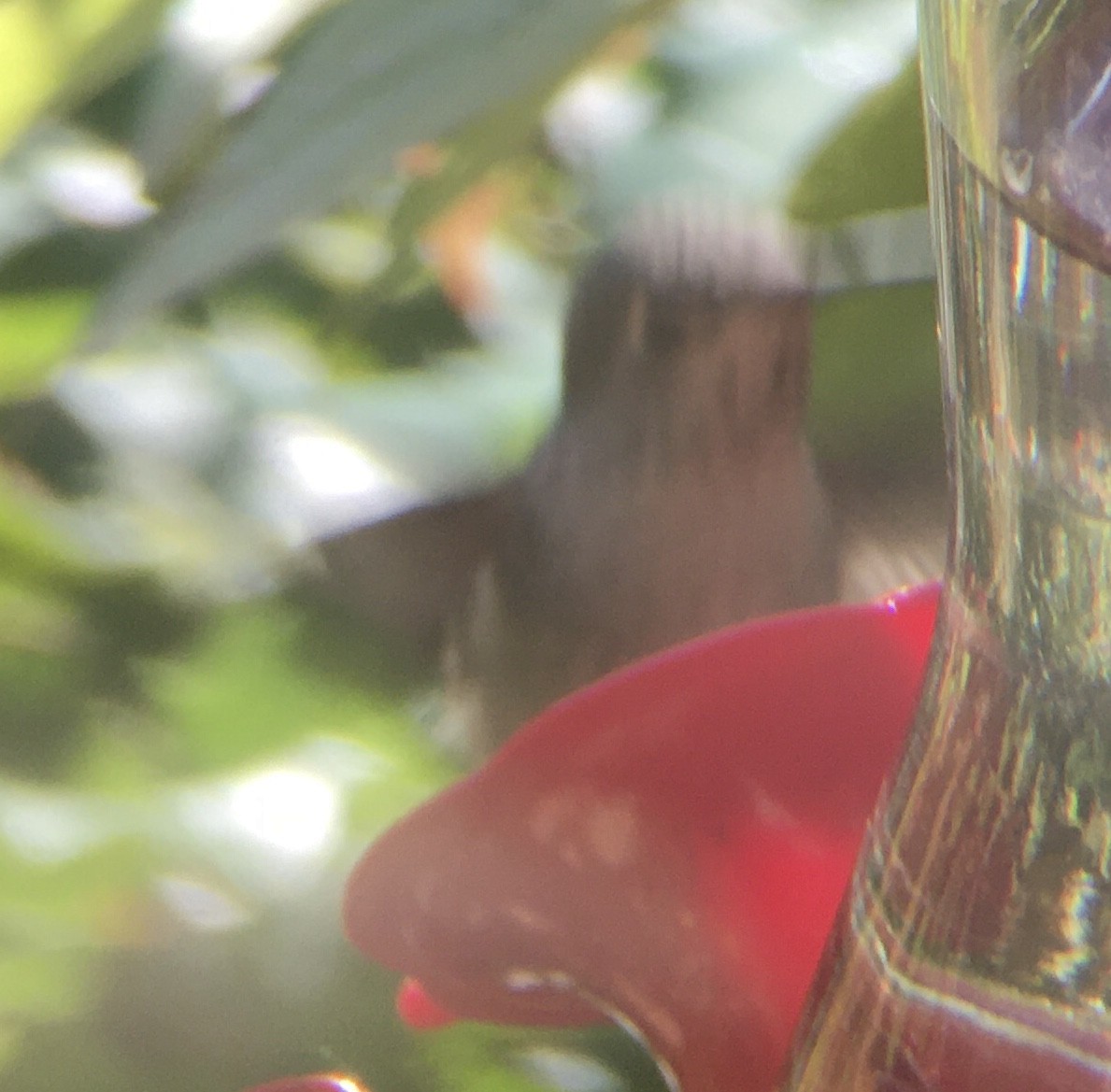 Anna's Hummingbird - Jethro Runco