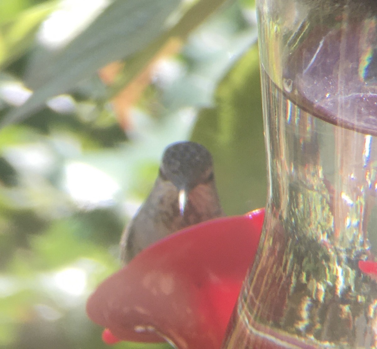 Anna's Hummingbird - ML375943061