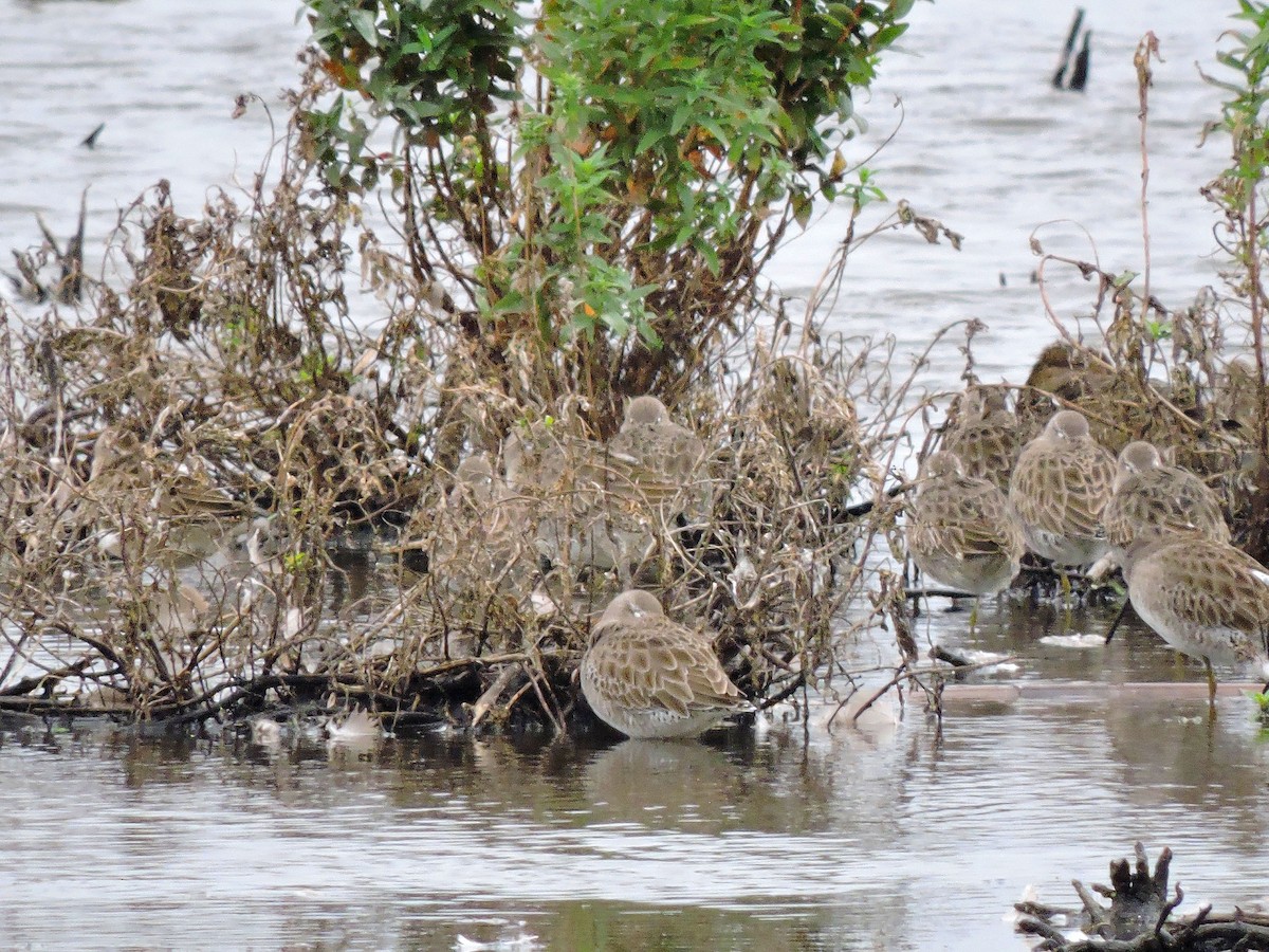 Short-billed/Long-billed Dowitcher - ML37594391