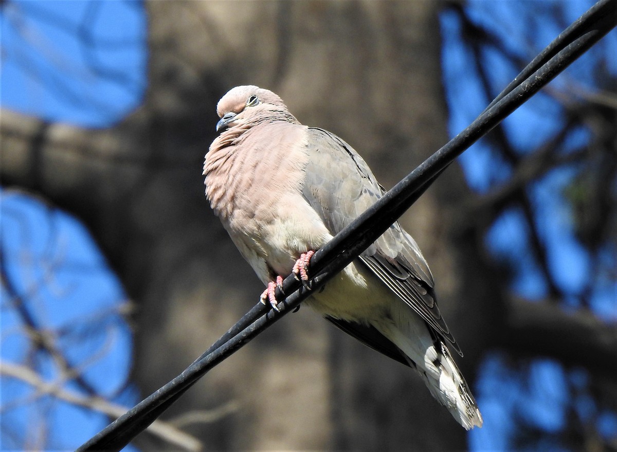 Plumbeous Pigeon - ML375946641