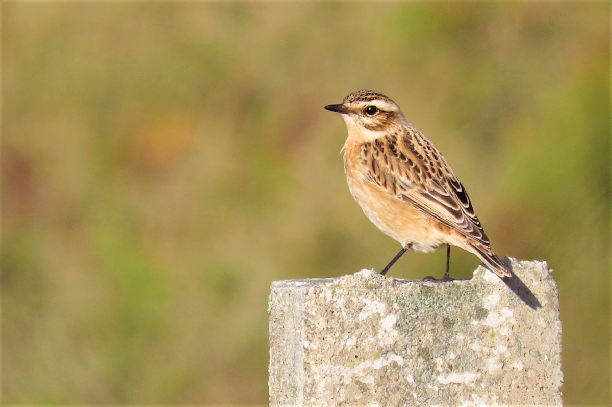 Whinchat - ML375946951