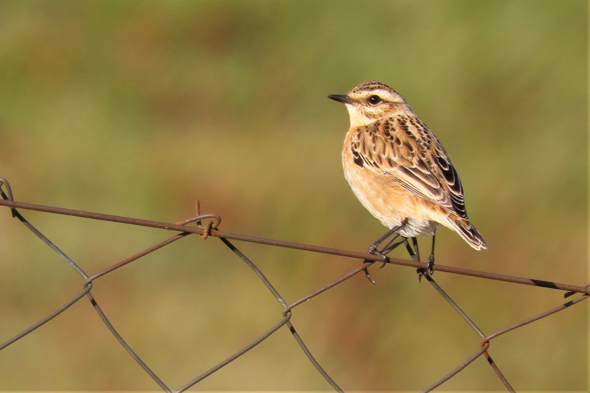 Whinchat - ML375946961