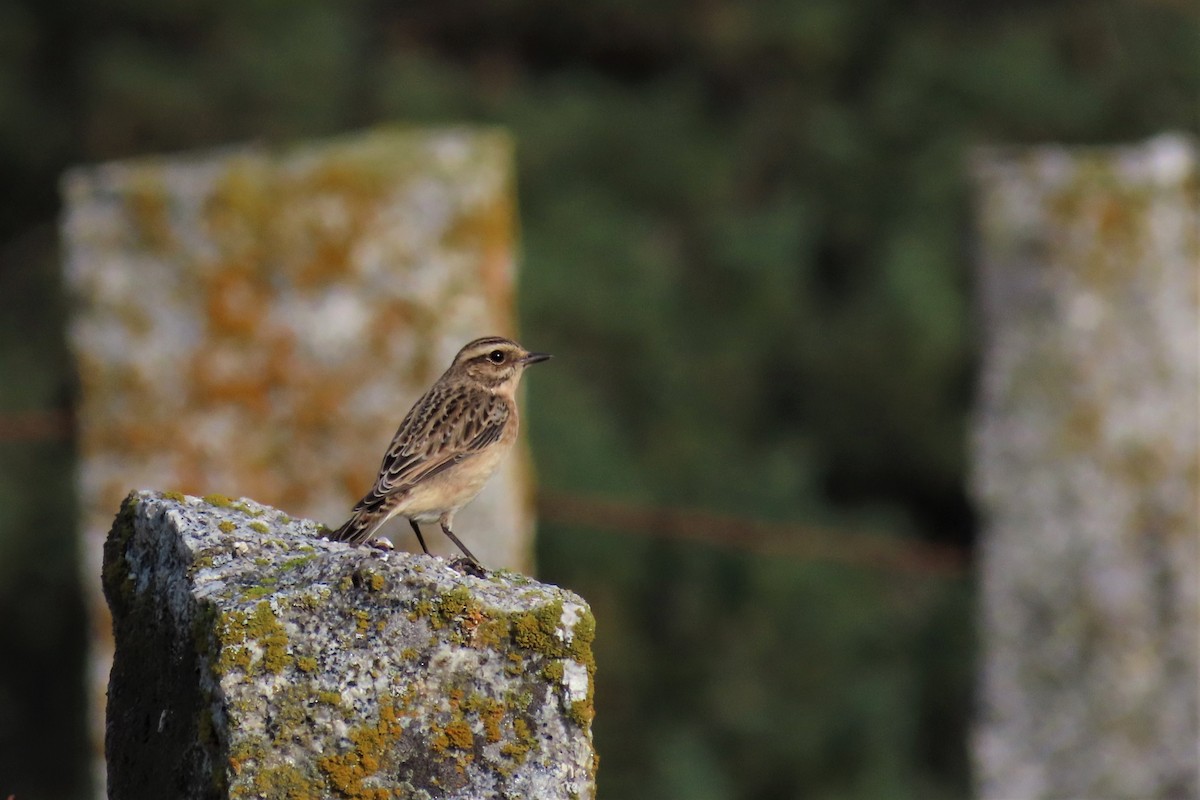 Whinchat - ML375947081