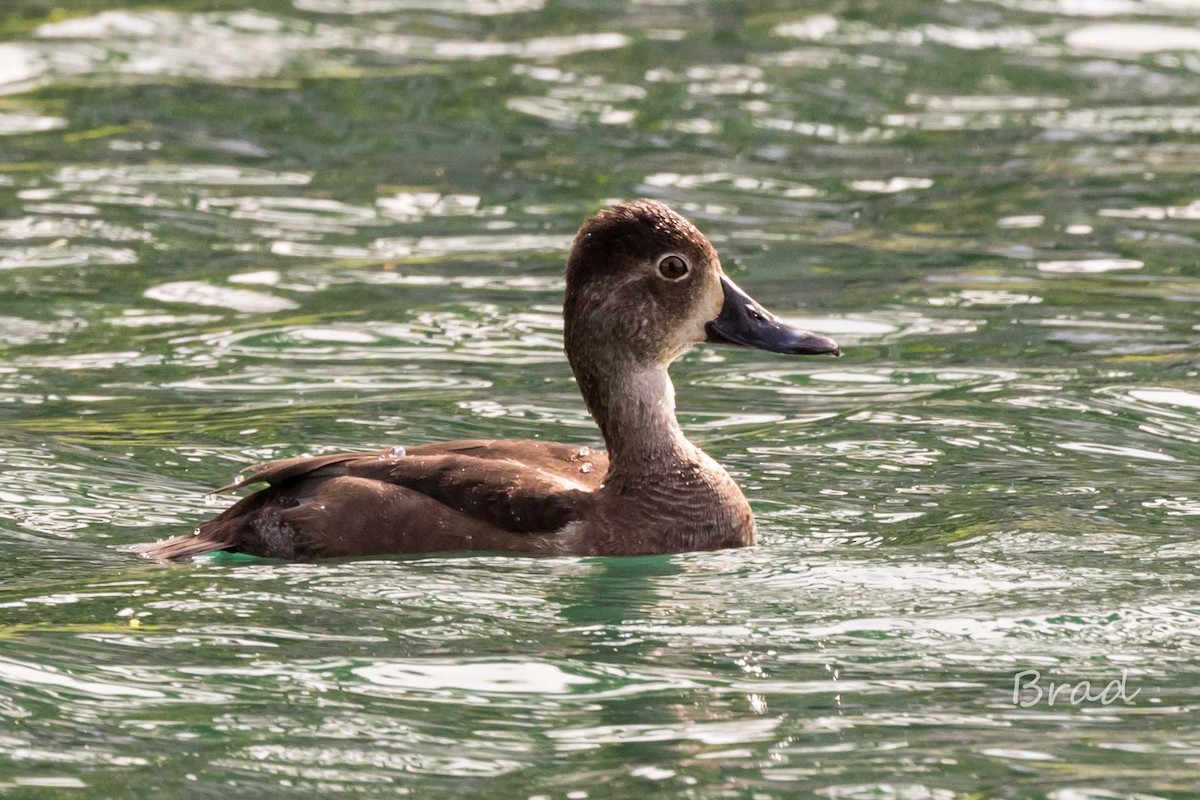 Ring-necked Duck - Brad Argue