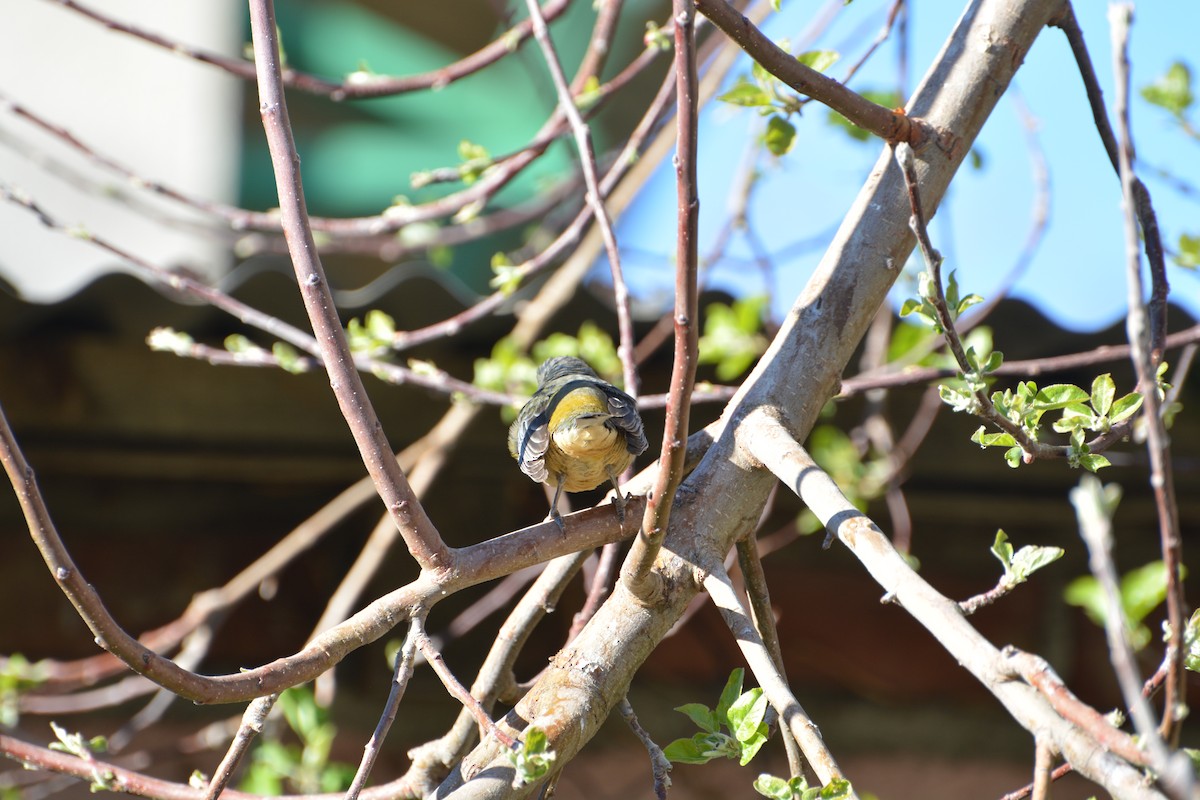 Gray-hooded Sierra Finch - ML375948881