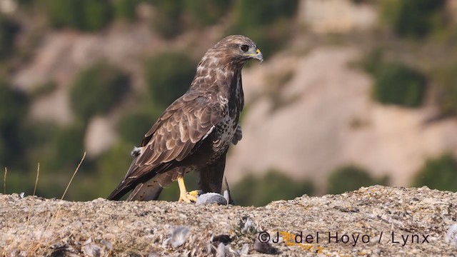 Mäusebussard (buteo) - ML375949131