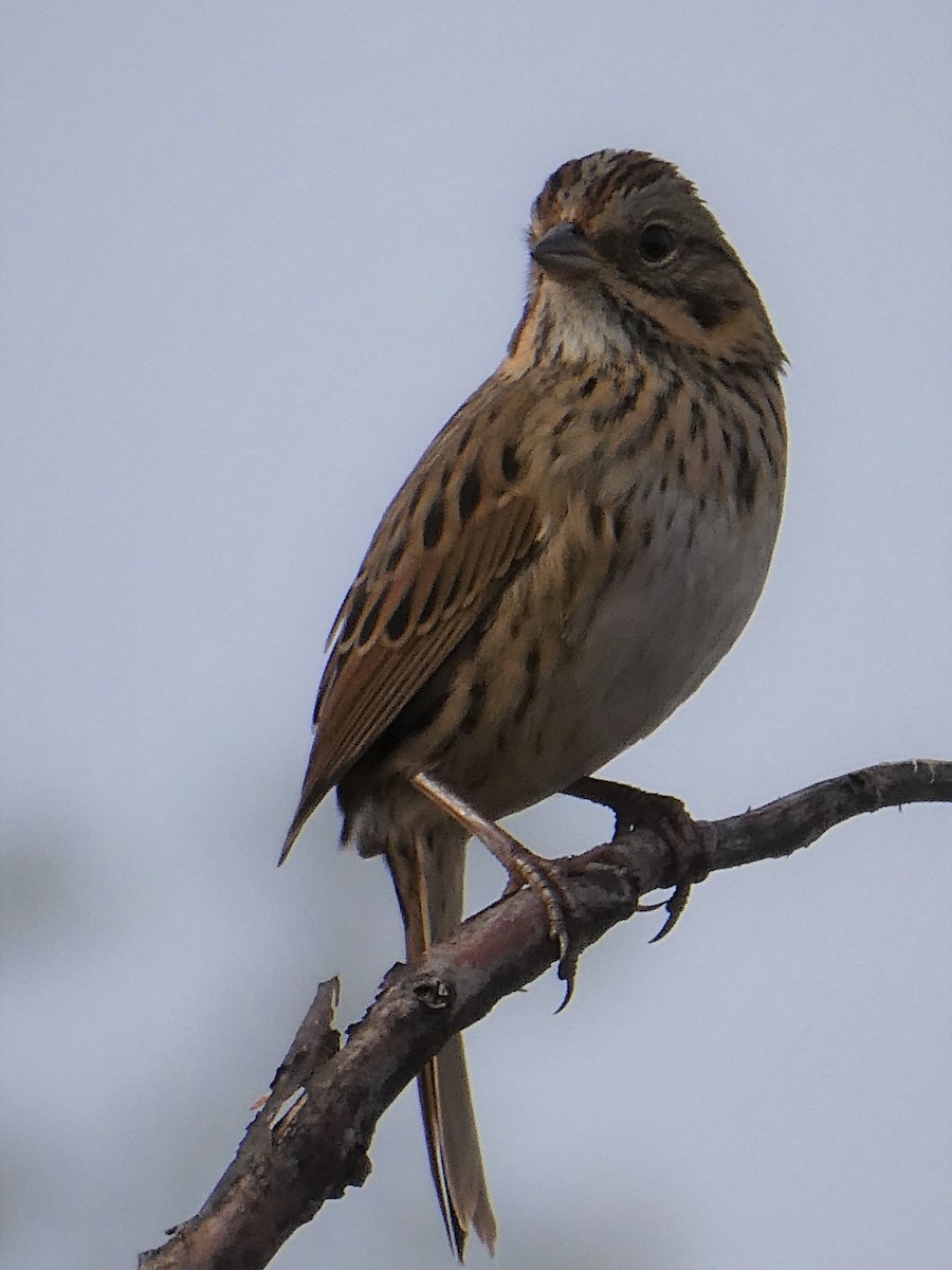 Lincoln's Sparrow - ML375950381