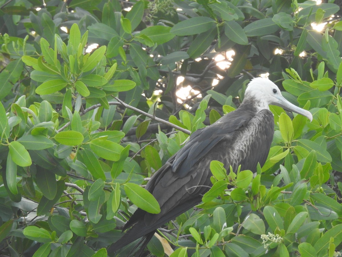 Magnificent Frigatebird - ML375952111