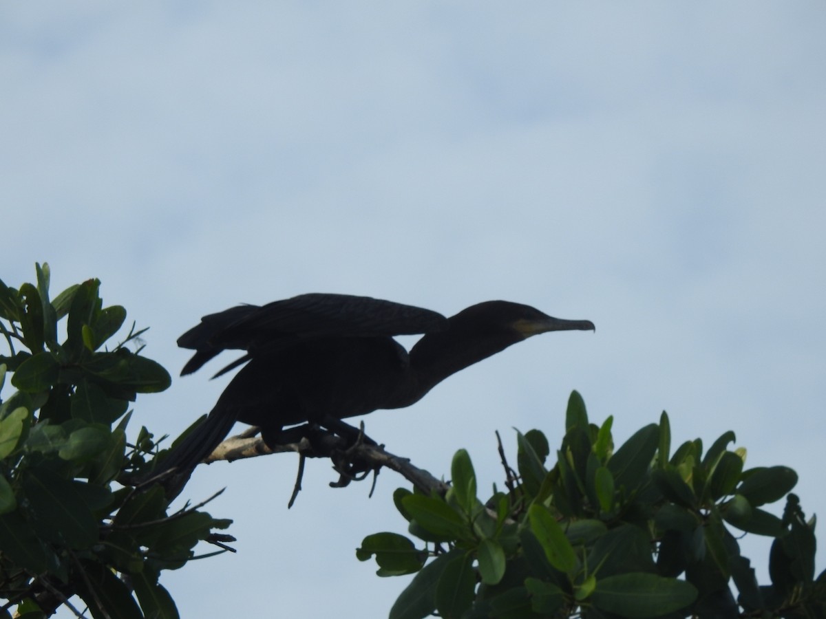 Neotropic Cormorant - ML375952191