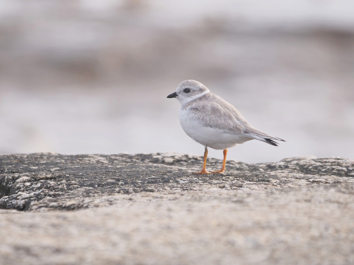 Piping Plover - ML375953931
