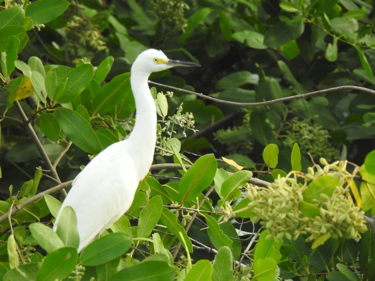 Snowy Egret - ML375953991