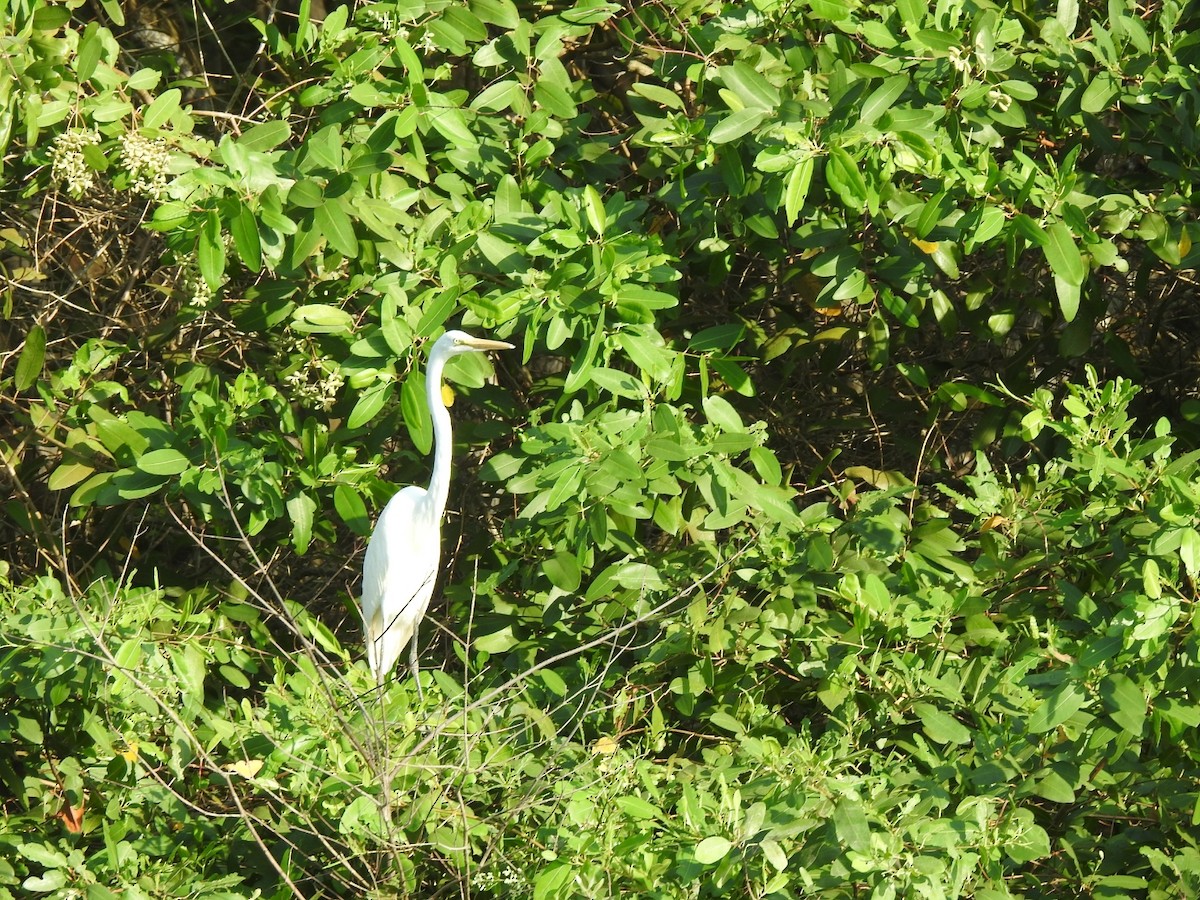 Great Egret - ML375954031