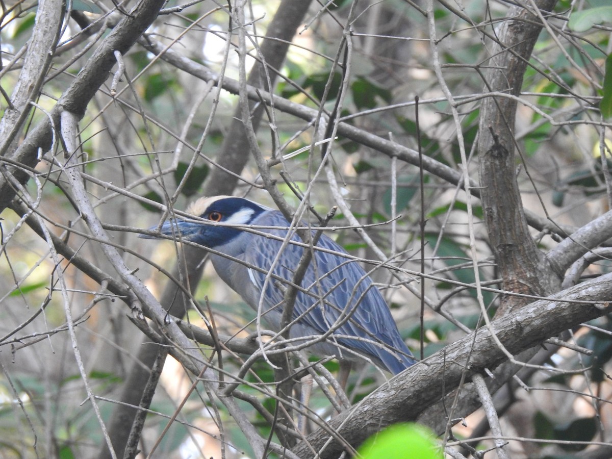 Yellow-crowned Night Heron - ML375954531