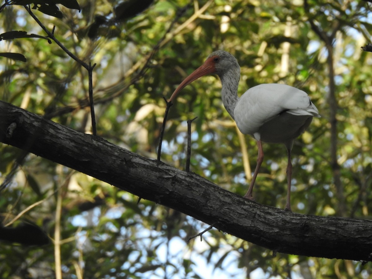 White Ibis - ML375954561