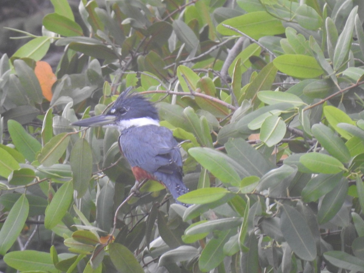 Ringed Kingfisher - LEODAN ARCOS