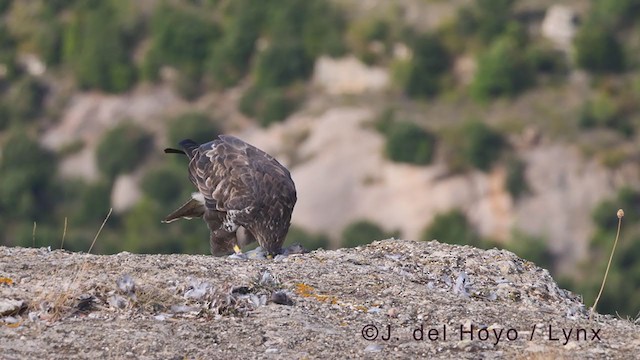 Common Buzzard (Western) - ML375954801