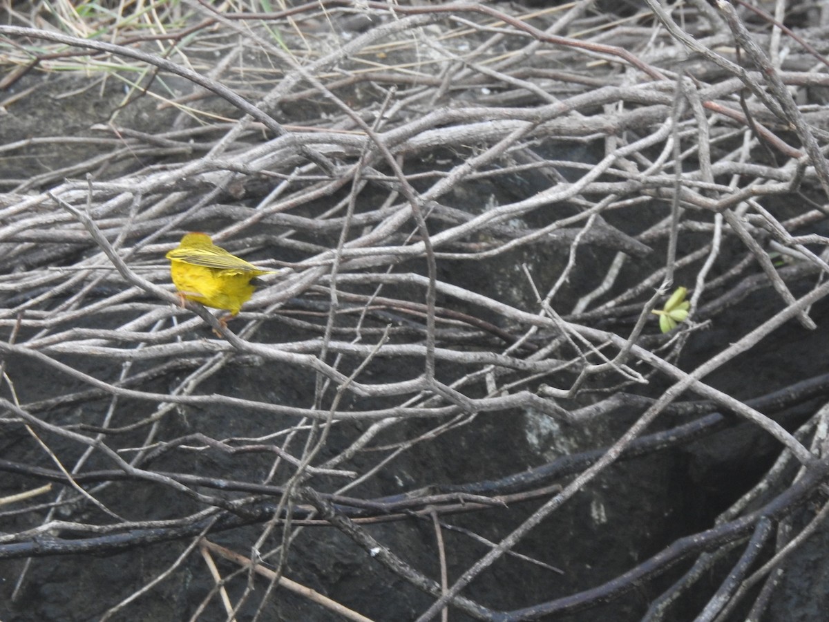 Yellow Warbler - ML375954901
