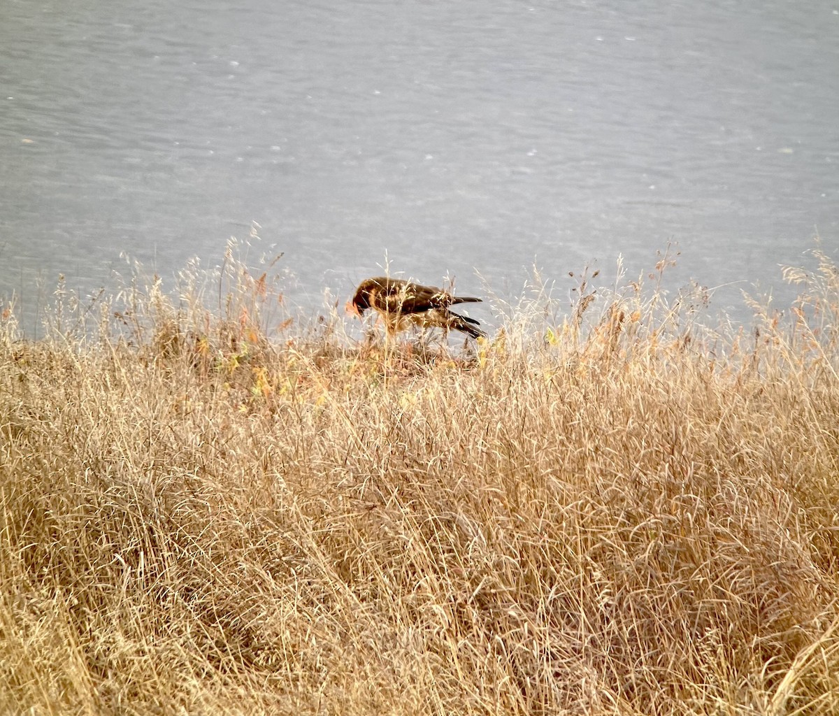 Northern Harrier - ML375956841