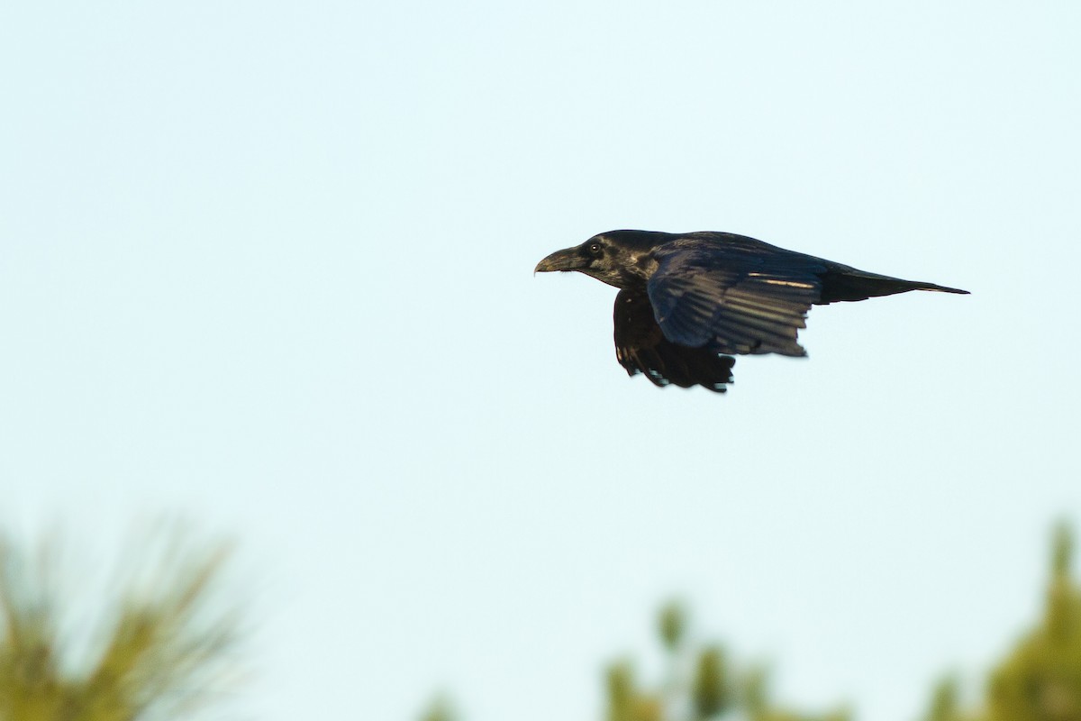 Common Raven - ML375958561