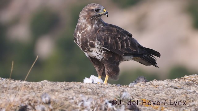 Common Buzzard (Western) - ML375959621