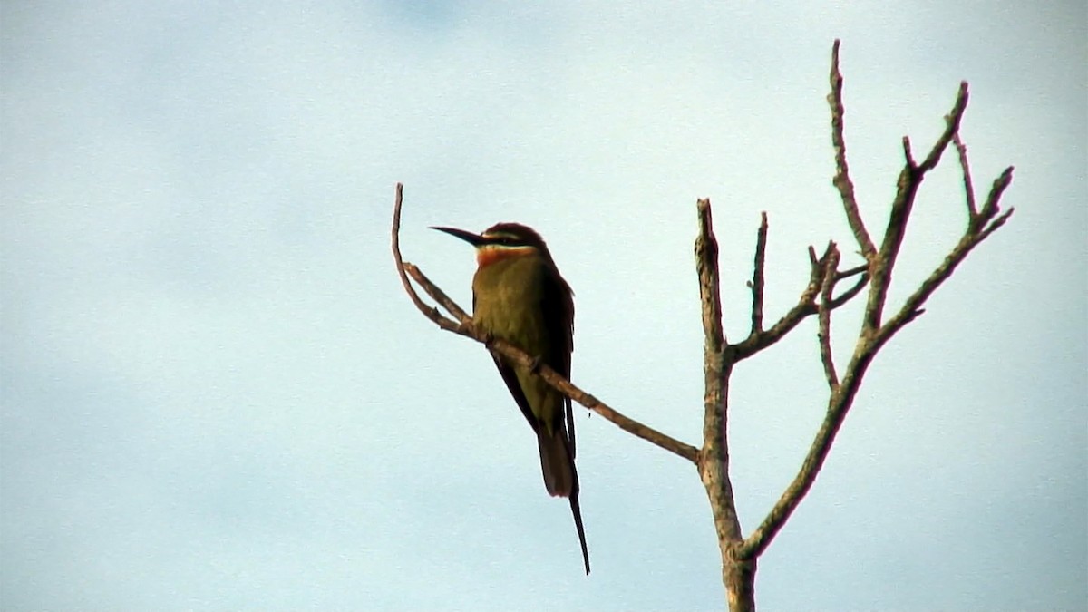 Madagascar Bee-eater - Josep del Hoyo