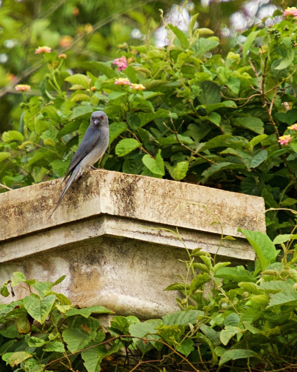 drongo kouřový - ML375962191