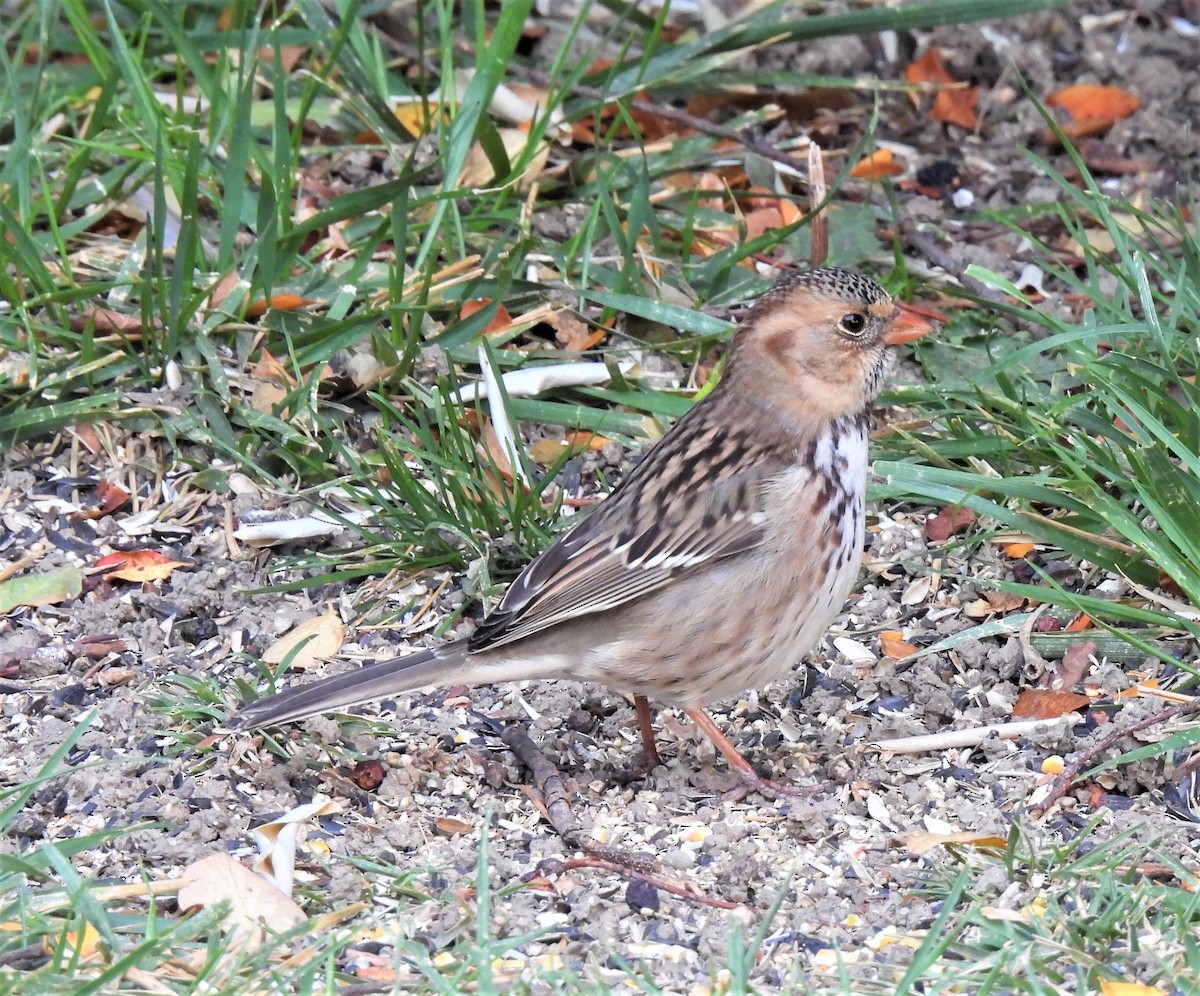 Harris's Sparrow - ML375962281