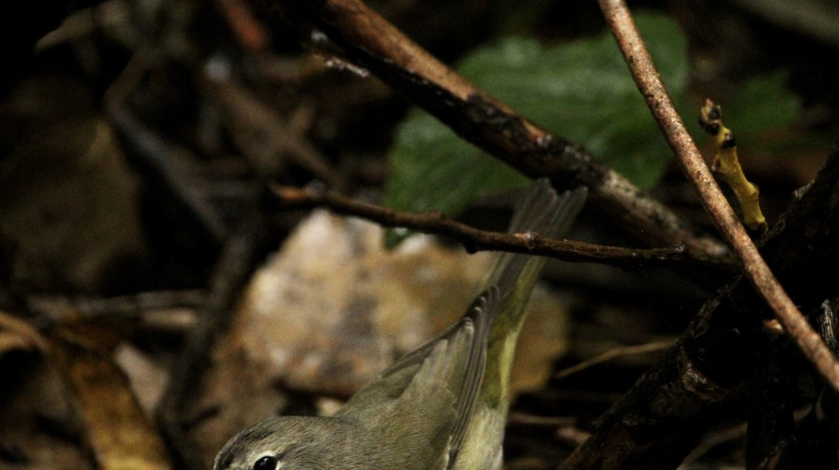 Orange-crowned Warbler - Corey Wagner