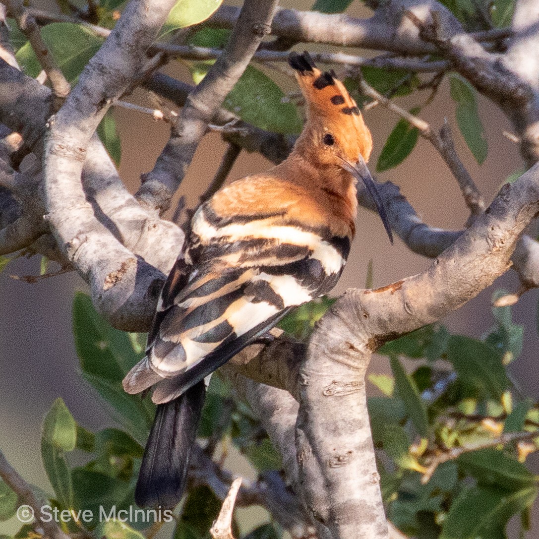 Eurasian Hoopoe - ML375966491