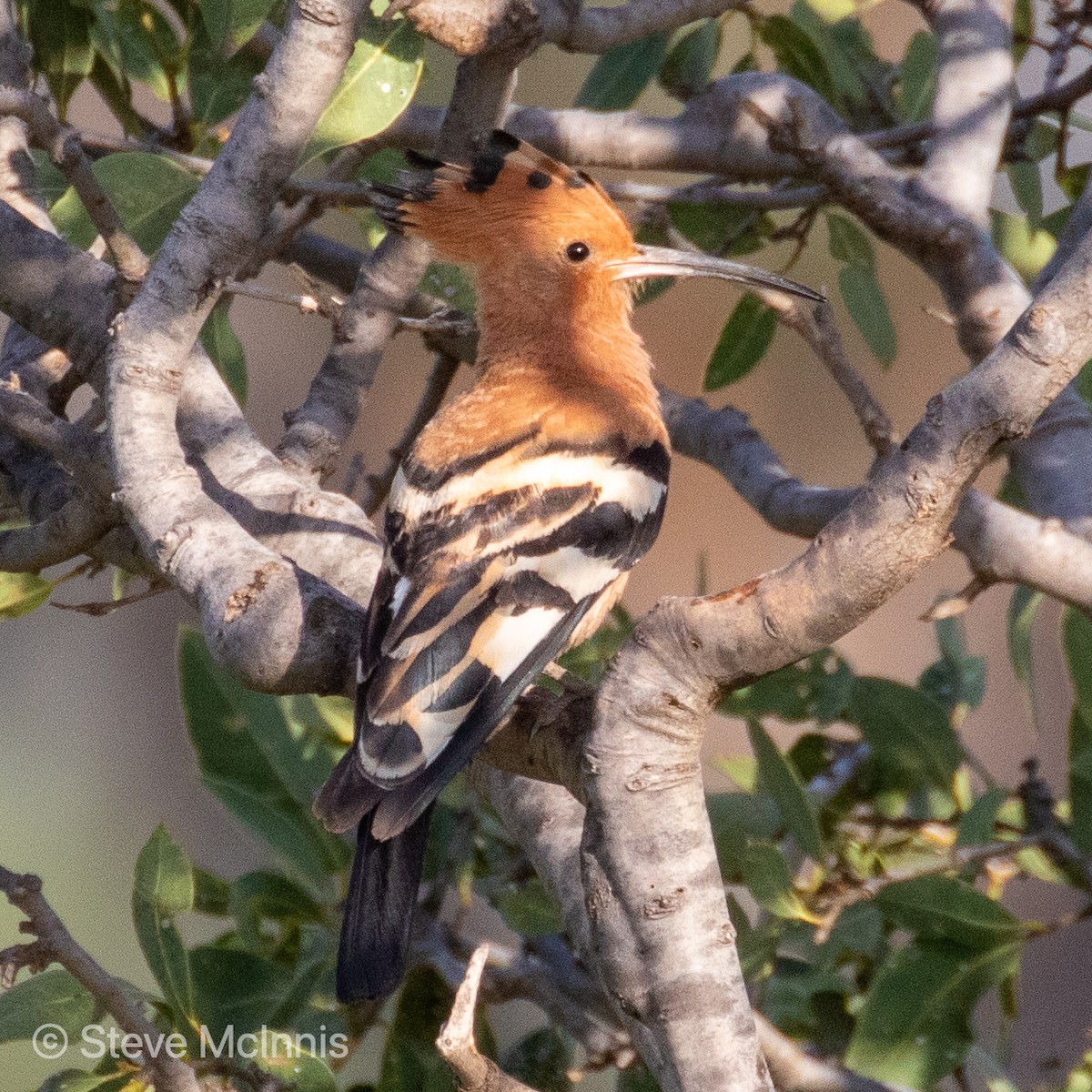 Eurasian Hoopoe - ML375966501