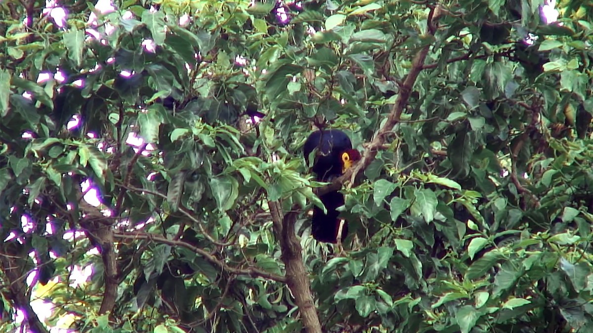 Ross's Turaco - ML375966861