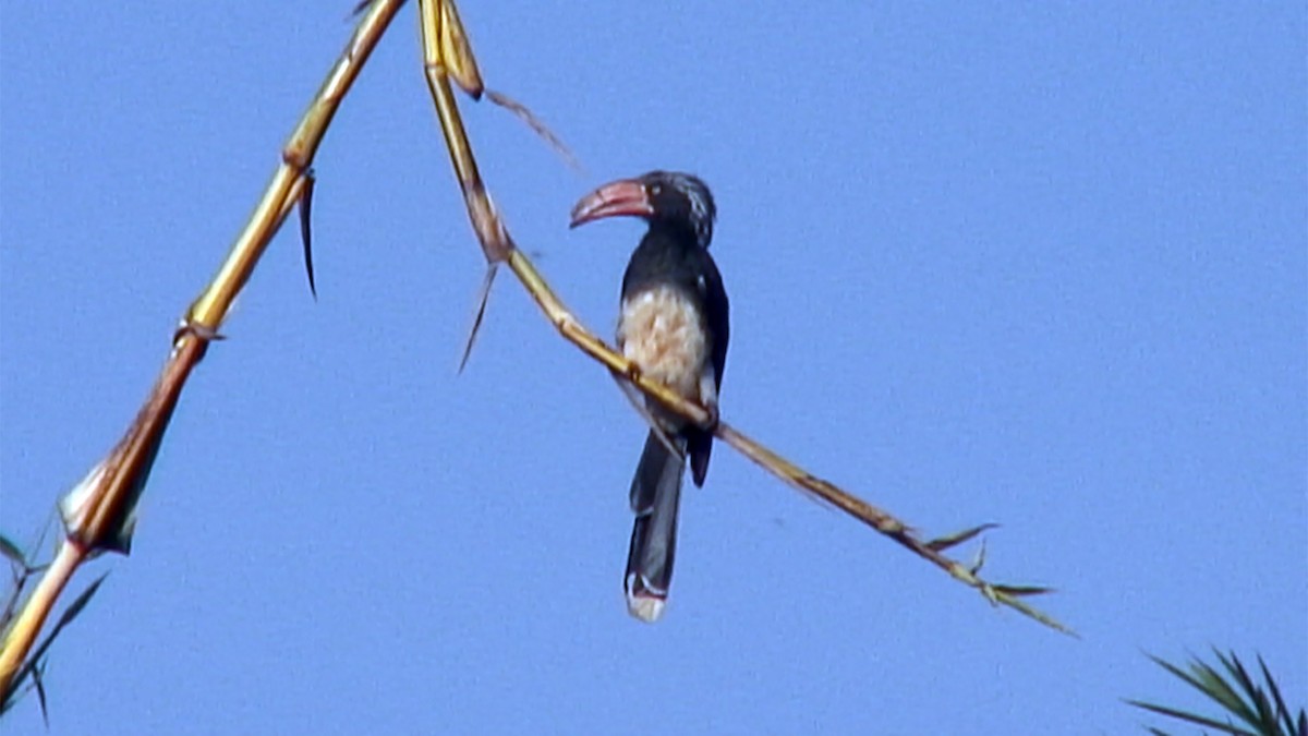 Crowned Hornbill - ML375967101