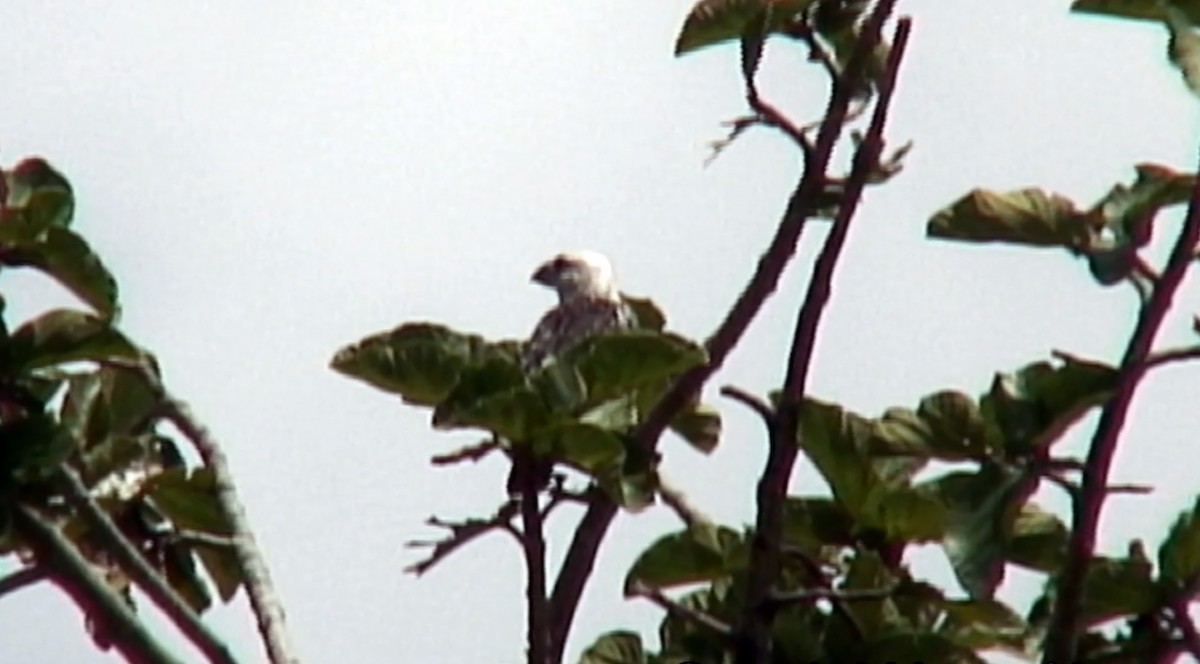 Weißkopf-Bartvogel [leucocephalus-Gruppe] - ML375968851
