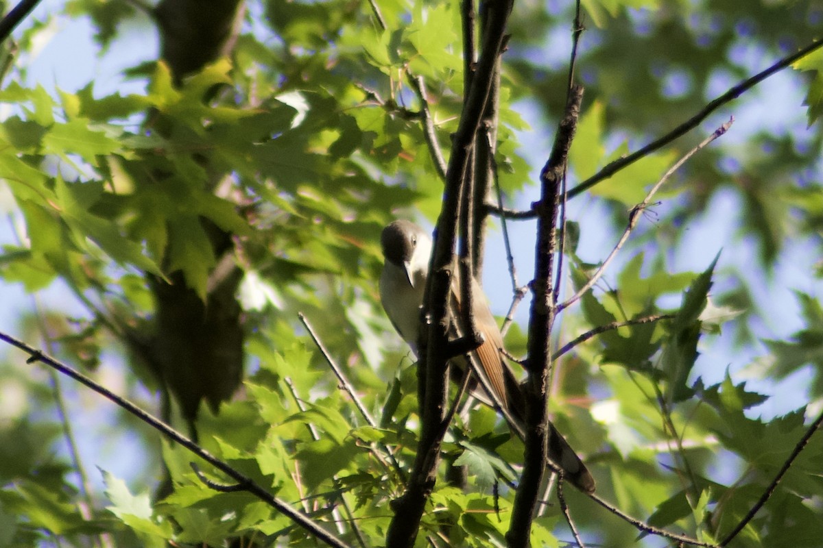 Yellow-billed Cuckoo - ML375969151