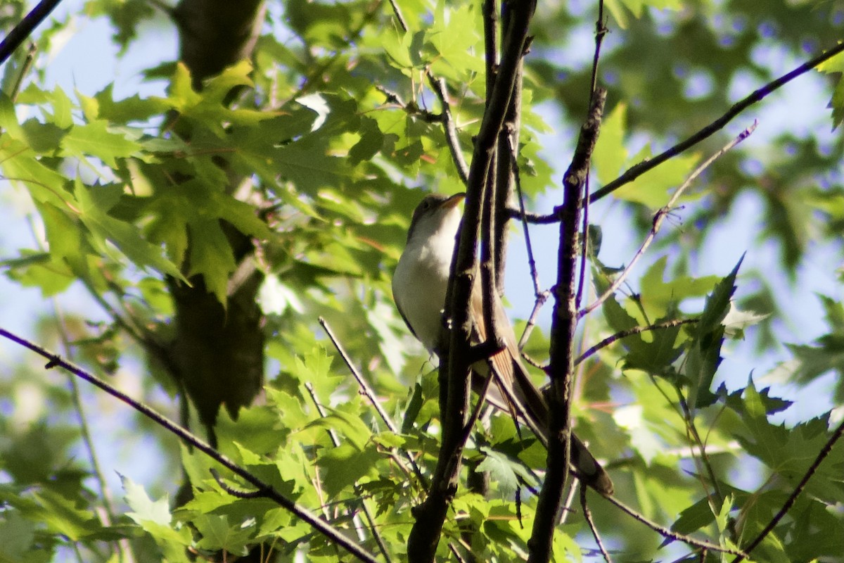 Yellow-billed Cuckoo - ML375969161
