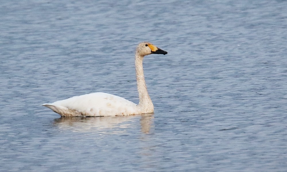 Tundra Swan (Bewick's) - ML375969271