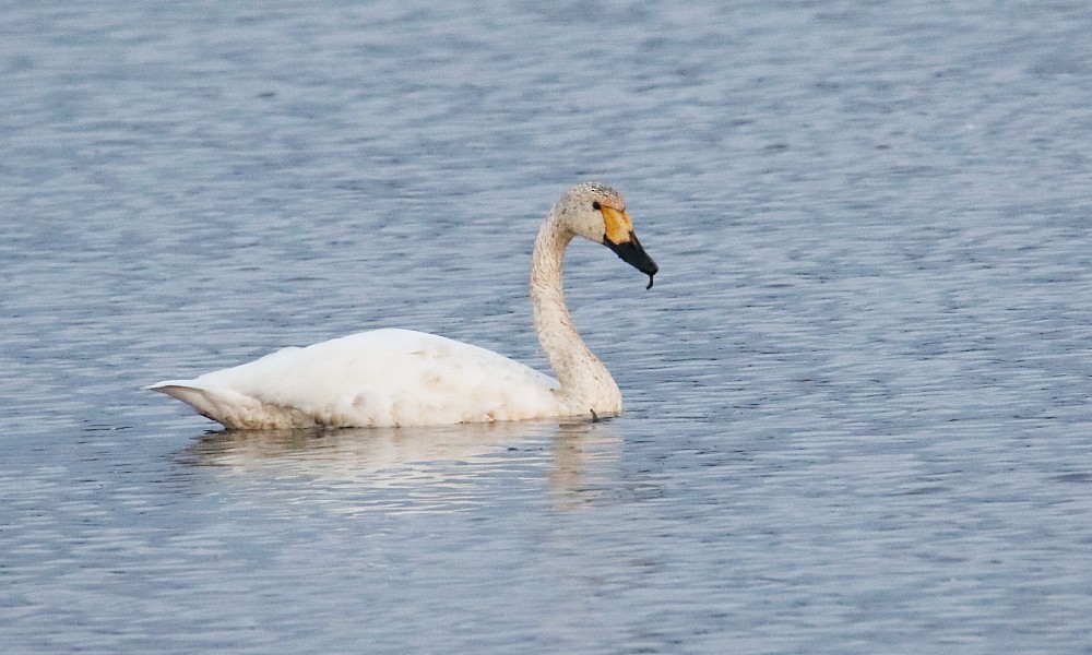 Tundra Swan (Bewick's) - ML375969301
