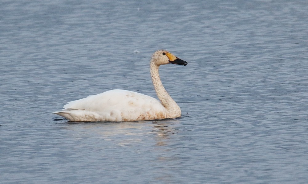 Tundra Swan (Bewick's) - ML375969341