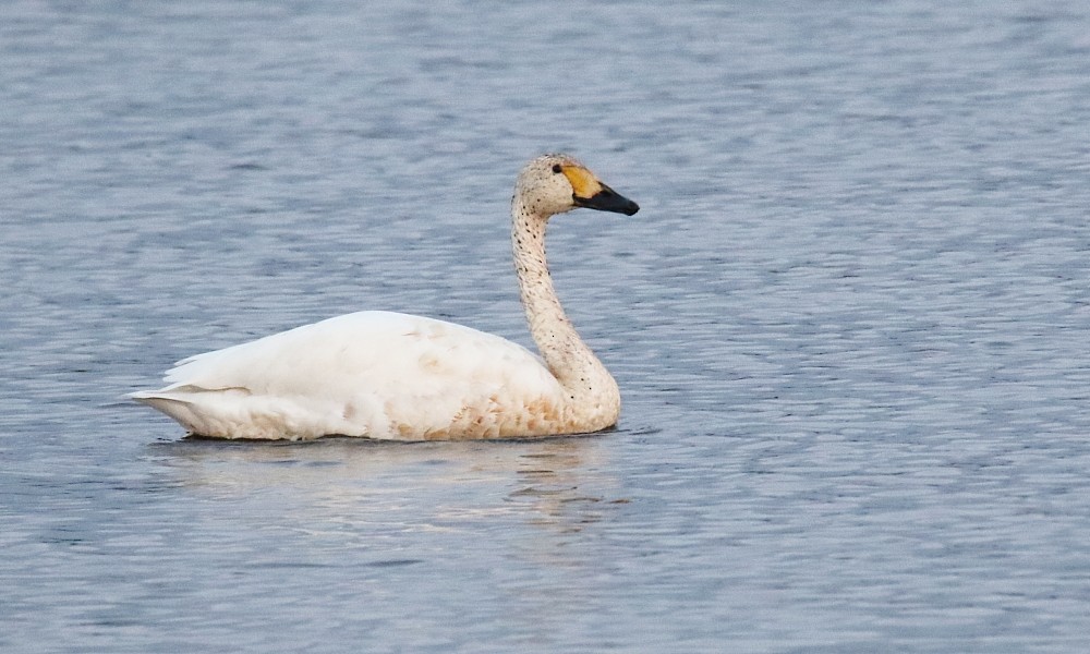 Tundra Swan (Bewick's) - ML375969351