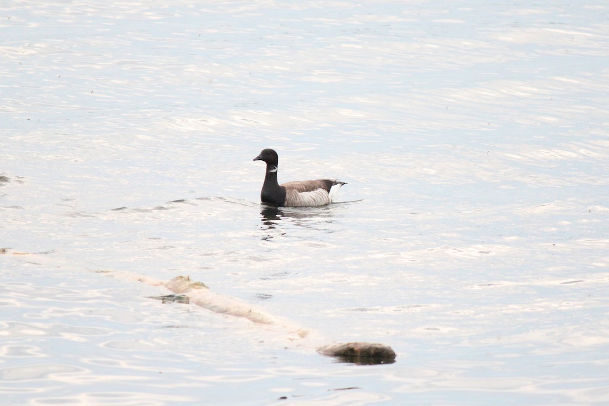 Brant - ML37597051