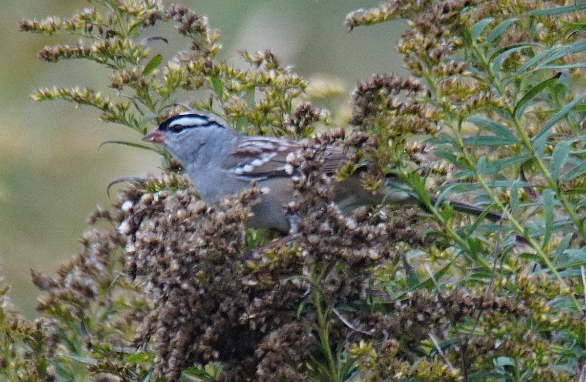 White-crowned Sparrow - ML375973511