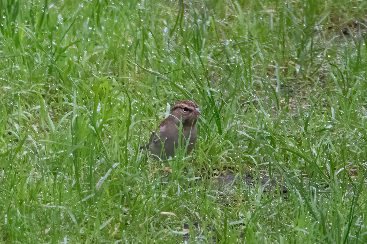 Chipping Sparrow - ML375973751