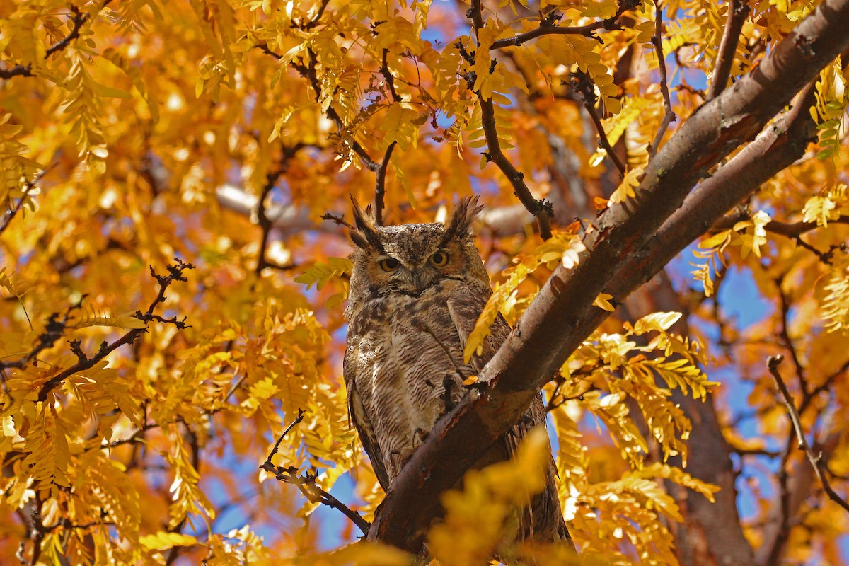 Great Horned Owl - ML37597381