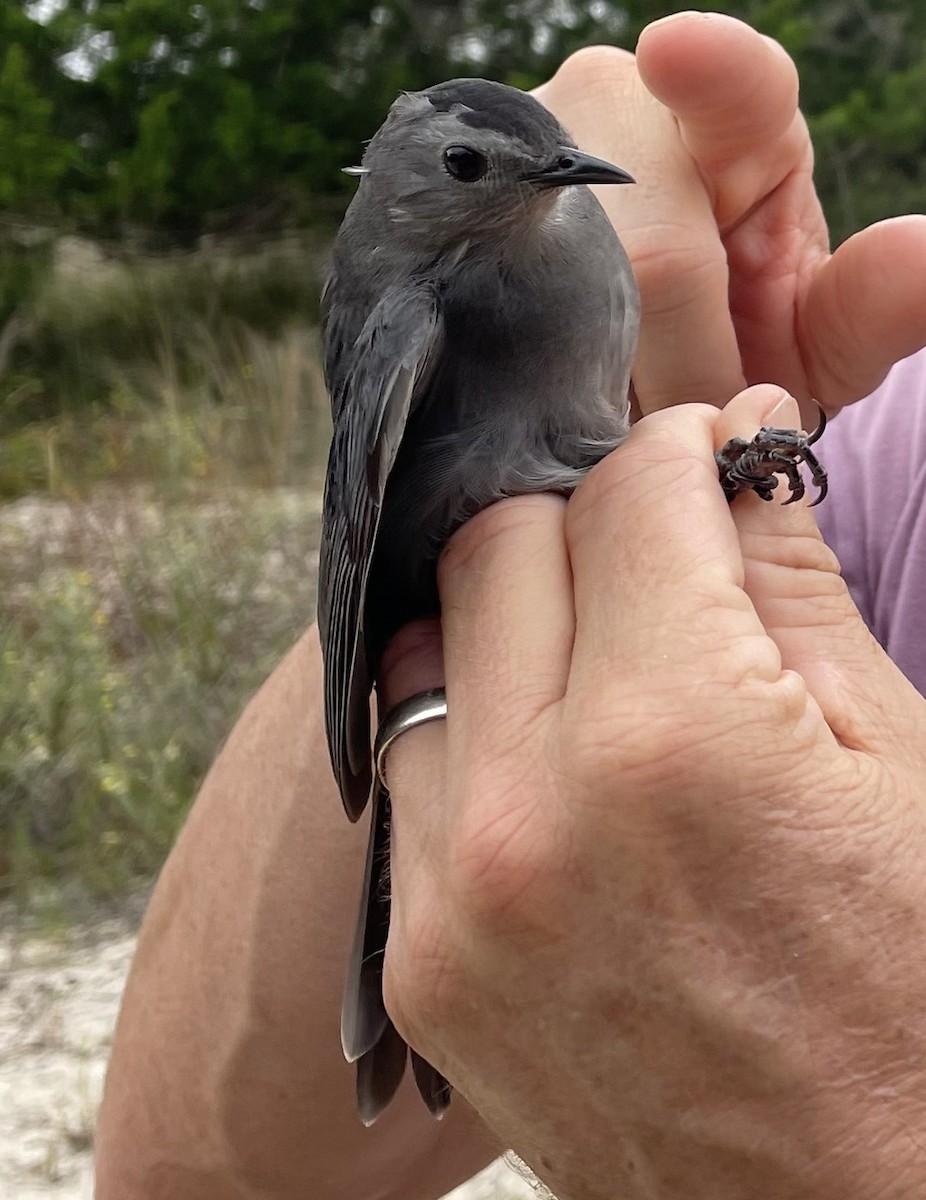 Gray Catbird - ML375976671